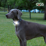 LED collar, LED dog collar, light up collar, visibility collar, dog collar, meteor collar